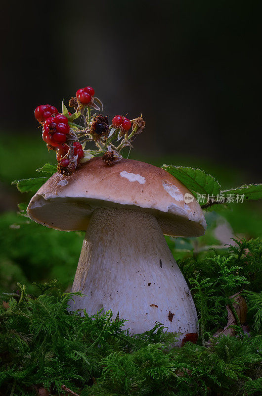 Boletus edulis（牛肝菌、cep、Steinpilz 或便士包子蘑菇）